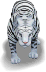 Lucy's^White^Tiger